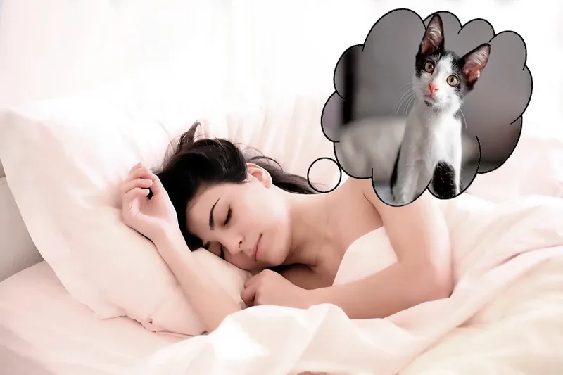 sonar con gatos