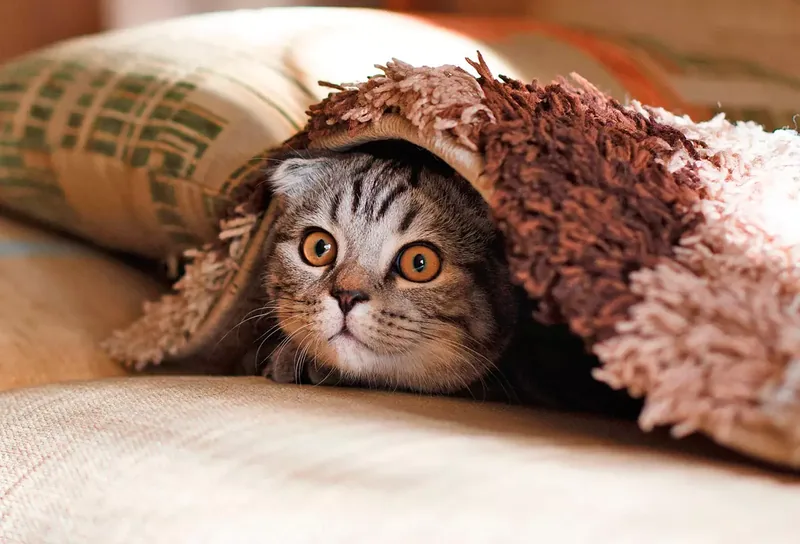 gato tapado por una manta