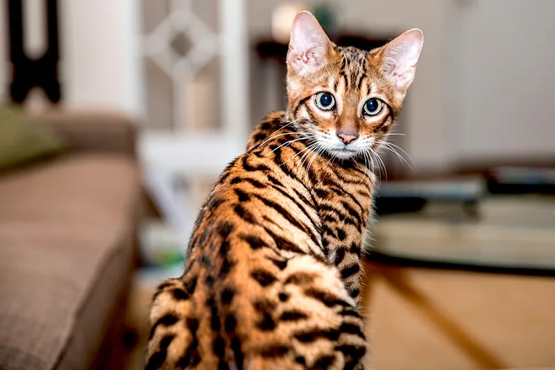 gato de raza toyger