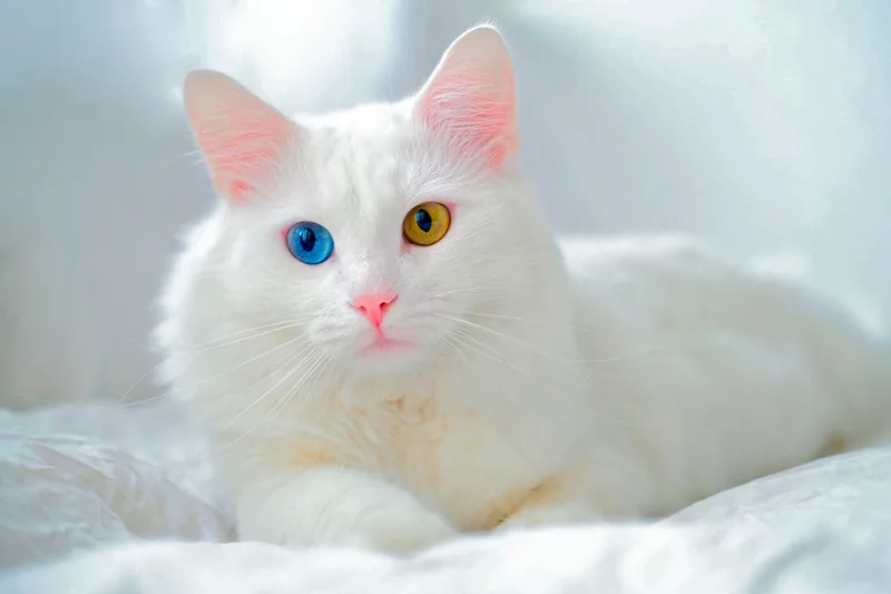 gato Van Turco