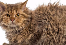 Gato Skookum de pelo rizado