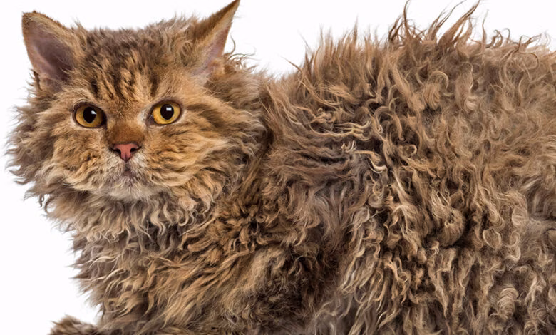 Gato Skookum de pelo rizado