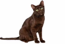 Gato de raza Habana Brown