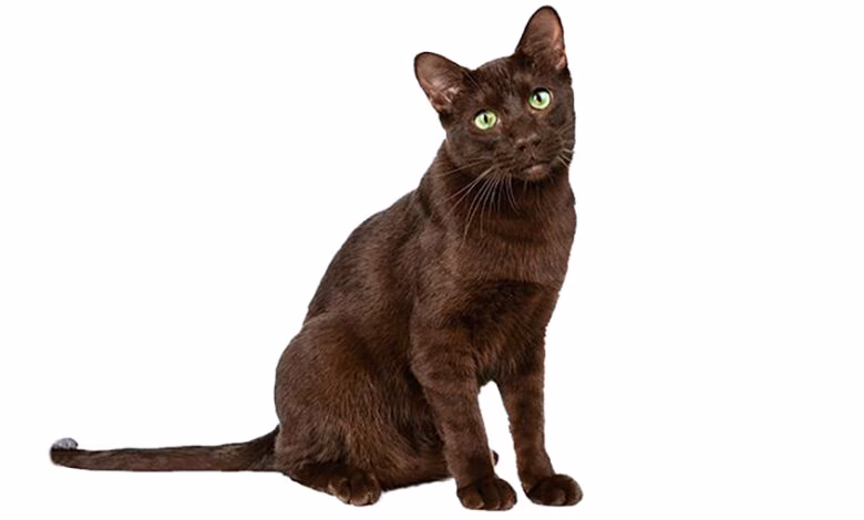 Gato de raza Habana Brown