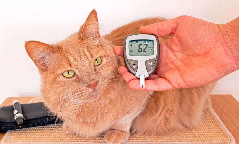 Medicion de glucosa en gato diabetico