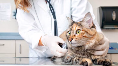 gata con hipertiroidismo