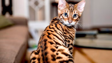 gato de raza toyger