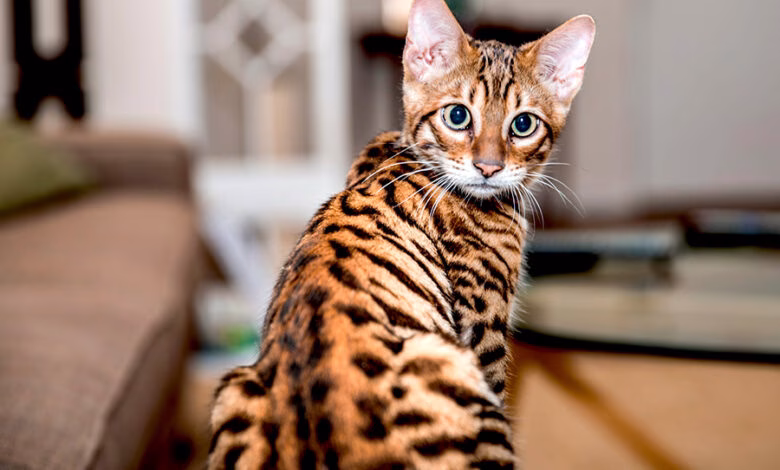 gato de raza toyger