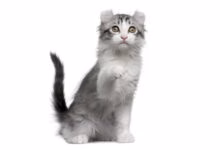 raza de gato kinkalow