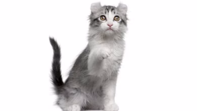 raza de gato kinkalow