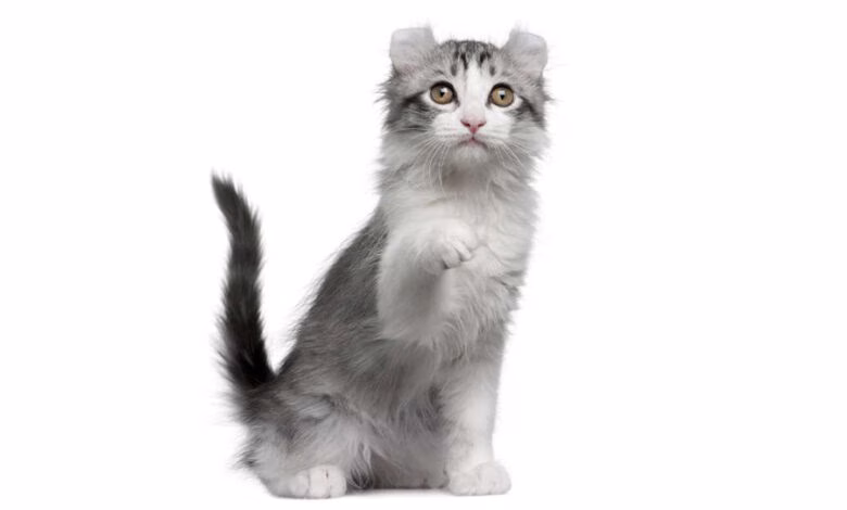 raza de gato kinkalow