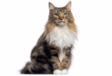 gato bosque de noruega