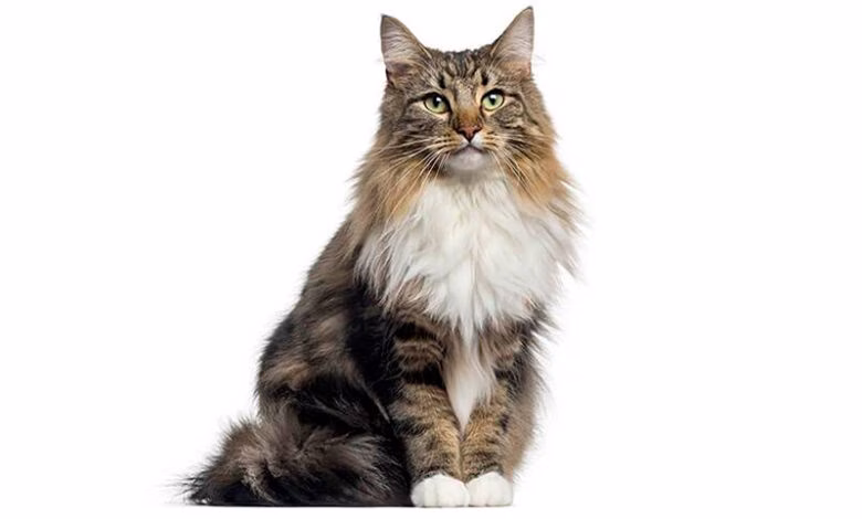 gato bosque de noruega