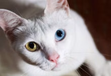 gato de raza khao manee