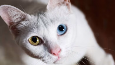 gato de raza khao manee