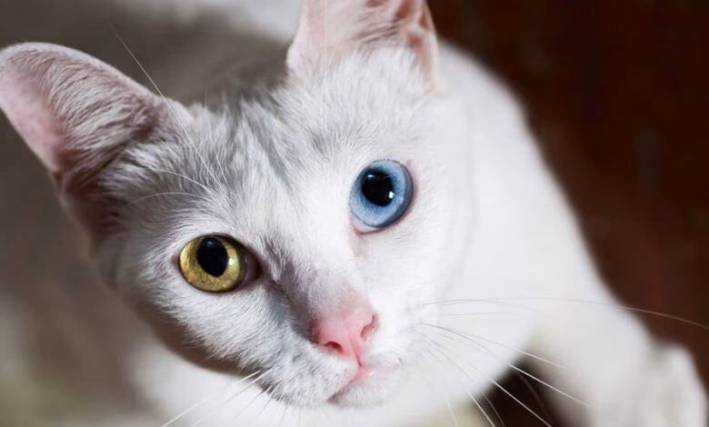 gato de raza khao manee