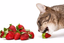 gato comiendo fruta