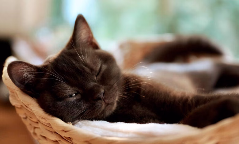 gato con inmunodeficiencia felina descansando