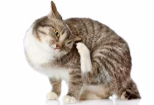 gato con otitis se rasca la oreja