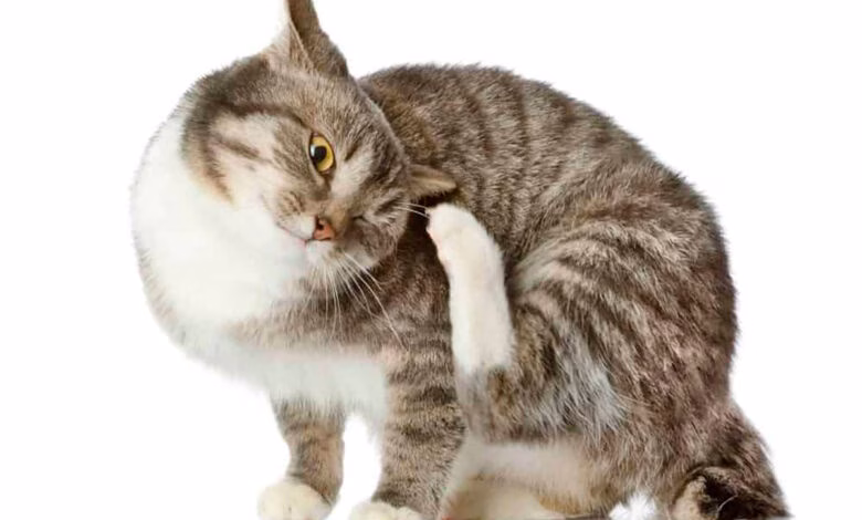 gato con otitis se rasca la oreja