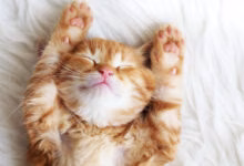 gato durmiendo