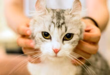 gato persiguiendo a su humana