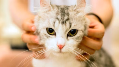 gato persiguiendo a su humana