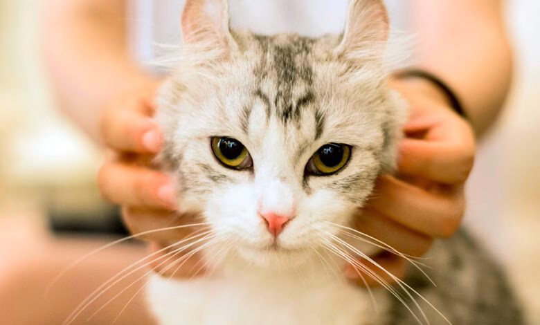 gato persiguiendo a su humana
