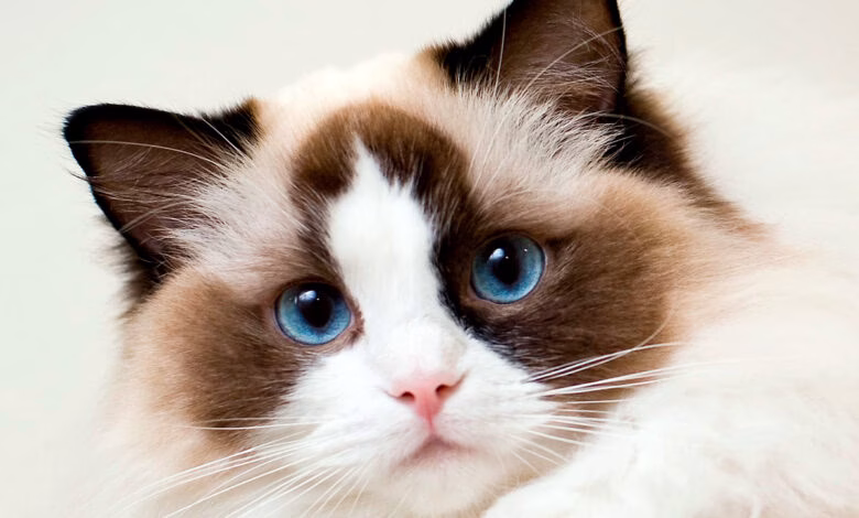 gato ragdoll