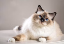 gato sagrado de birmania