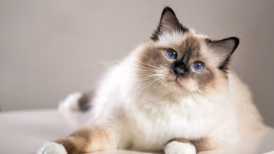 gato sagrado de birmania