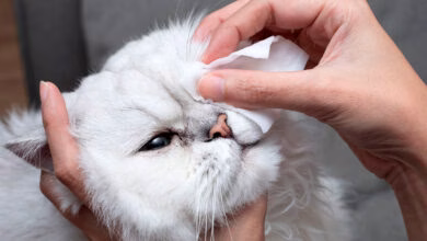 limpiando los ojos de un gato con conjuntivitis