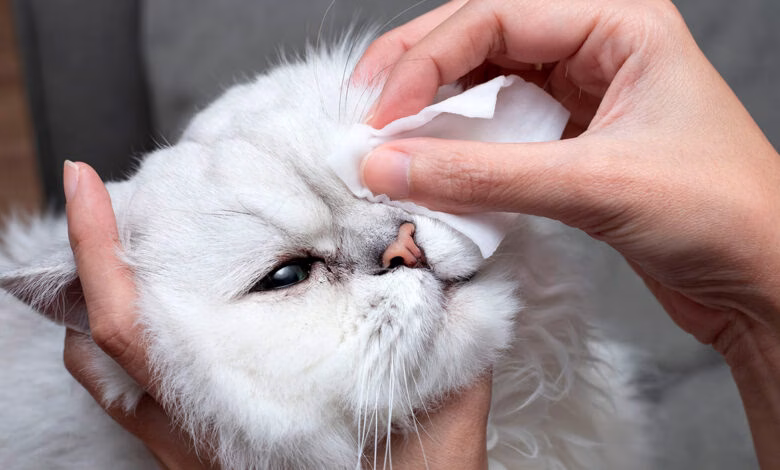 limpiando los ojos de un gato con conjuntivitis
