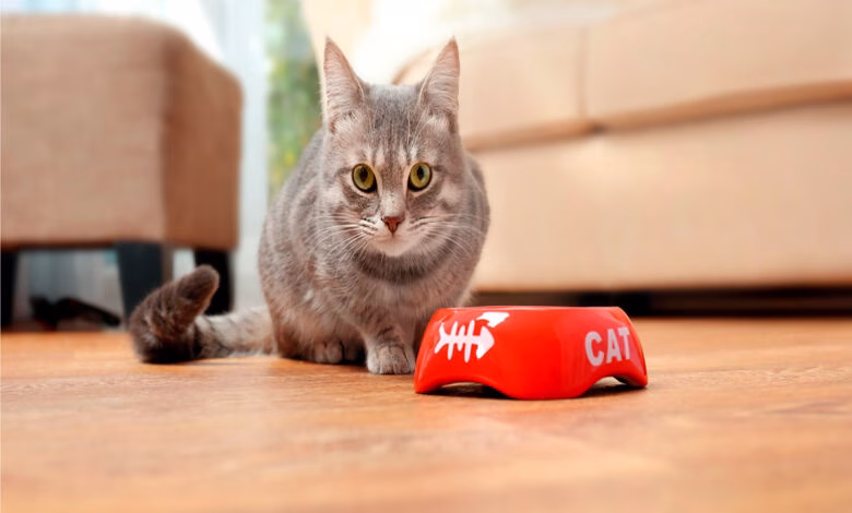 alimentos prohibidos para gatos