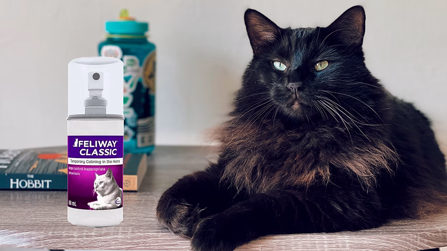 beneficios de las feromonas en gatos