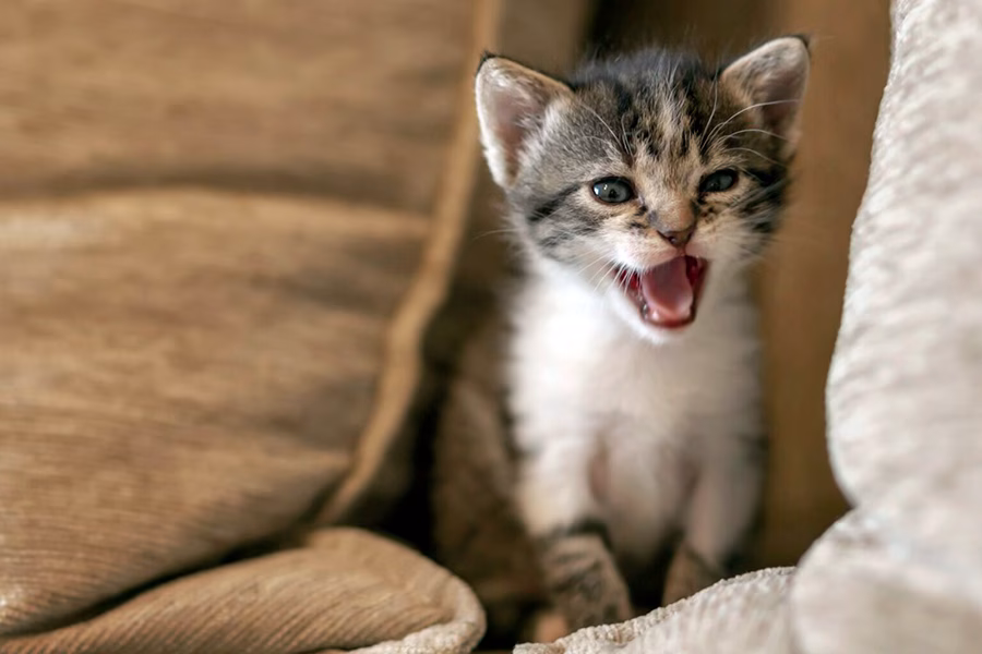 gato aburrido maullando