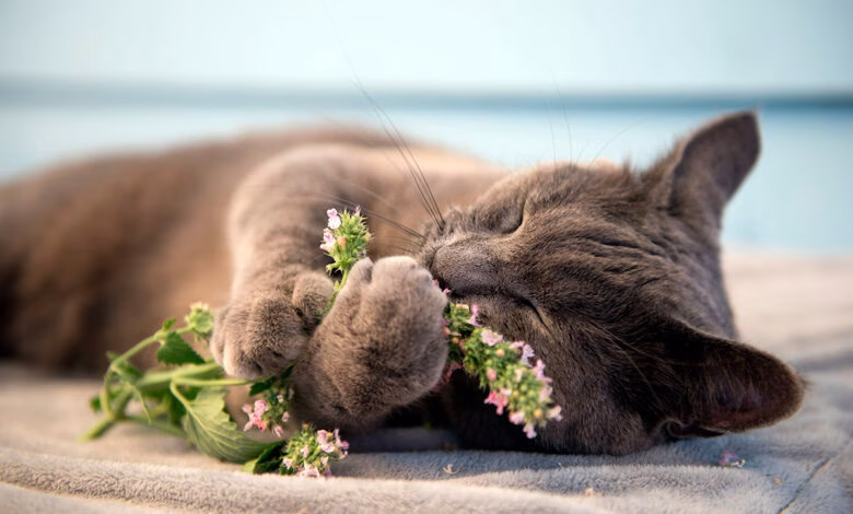 gato comiendo hierba gatera