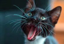 gato maullando de noche