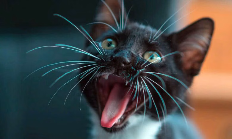 gato maullando de noche