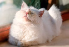 gato relajado con el uso de feromonas