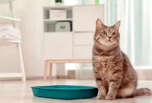 cuál es la mejor arena para gatos