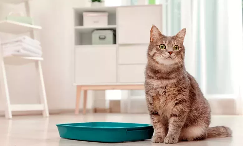 cuál es la mejor arena para gatos