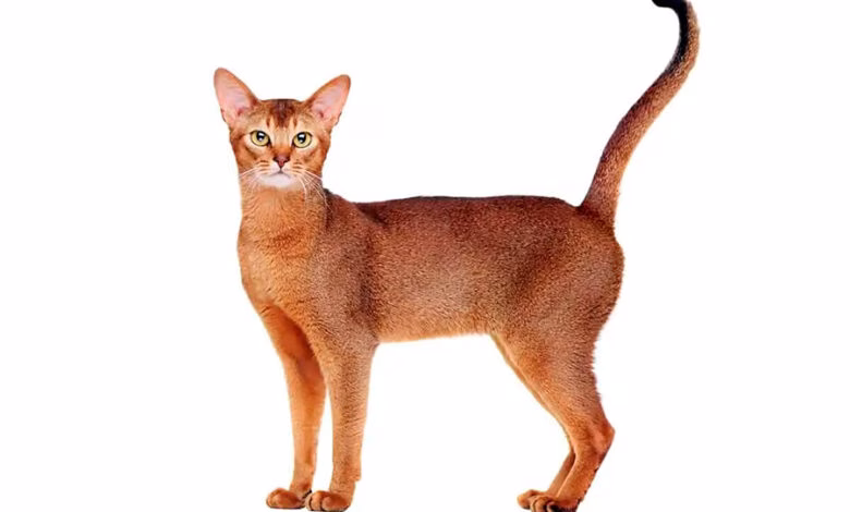 Gato Abisinio
