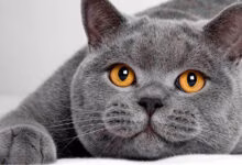 Gato Britanico de pelo corto