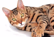 Gato de raza Bengali