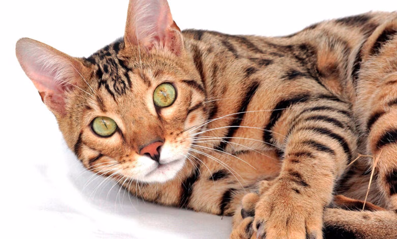 Gato de raza Bengali