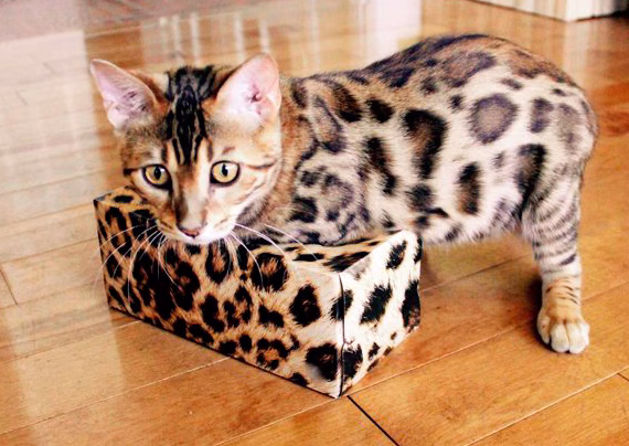 cachorro de gato bengali