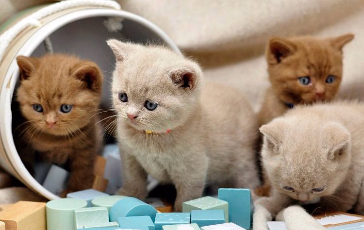 cachorros de british shorthair