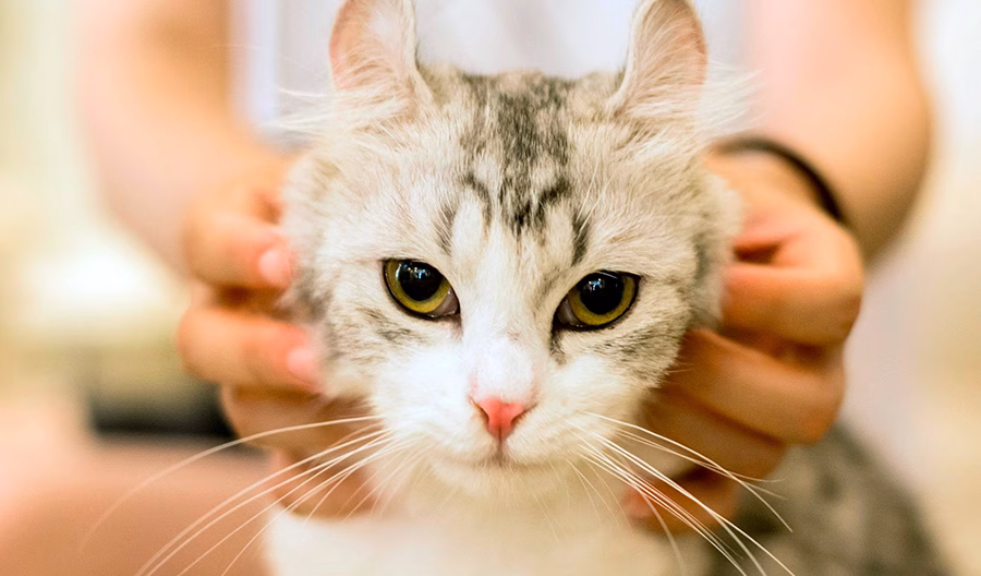 como socializar a un minino