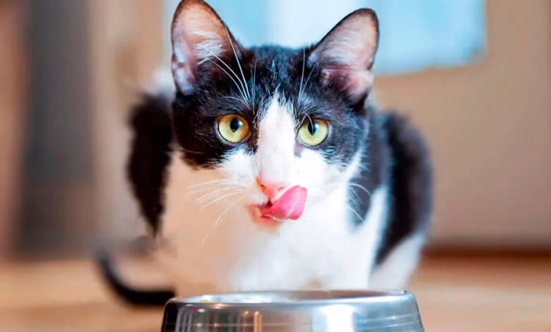 cual es la mejor comida para un gato